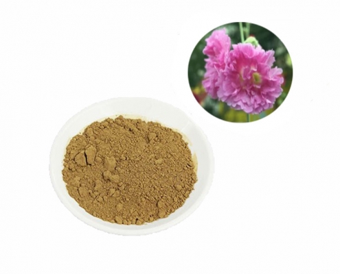 healthcare supplements natural marshmallow root extract powder supplier