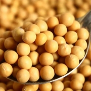 benefits of soybean isoflavone
