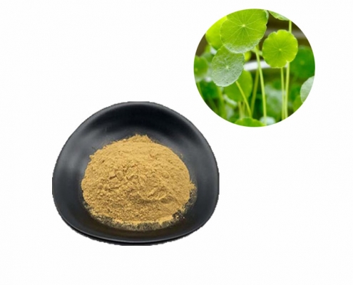 water soluble lysimachiae jin qian cao gold coin grass extract powder supplier