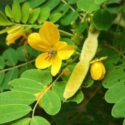 senna leaf extract