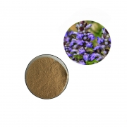 herba ajugae extract