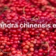 schisandra chinensis extract